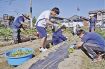 イモ苗植え手伝う　みなべ　南部高の異文化部　町社福協の農園で