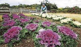 早くも初春の気配／新庄総合公園　ハボタン、菜の花見頃