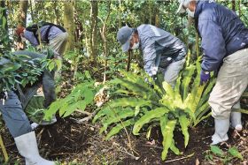 オオタニワタリ植える／みなべ町沖の鹿島／埴田区民らが奉仕で