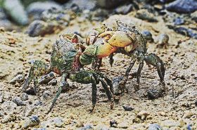 取っ組み合うカニ／沿岸の生き物が活発