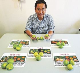 極早生温州ミカン／味の良い品種が人気／県栽培部長に特徴聞く　