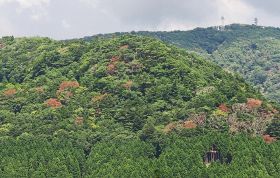 護摩壇山でナラ枯れ広がる　ここ３年に集中、和歌山