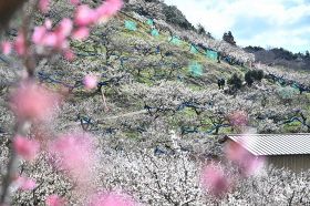 【動画】ようやく見頃　開園は９日まで、紀州石神田辺梅林、和歌山