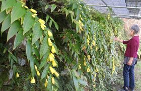 見頃を迎えているキイジョウロウホトトギスの花（和歌山県すさみ町佐本追川で）