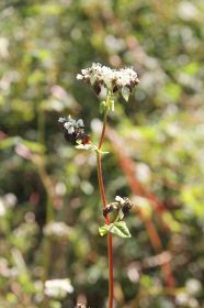 白い花の下にソバの実があり、殻をむいて製粉する