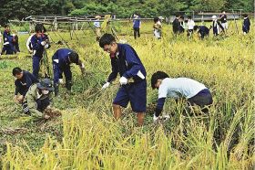 中高生が稲刈り／龍神村の「田んぼアート」