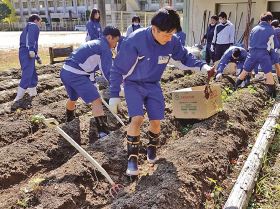 サツマイモを収穫／南部高龍神分校の農場