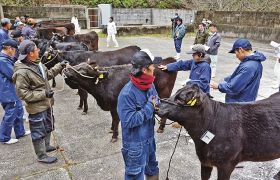 優秀な母牛競う／田辺で熊野牛の品評会