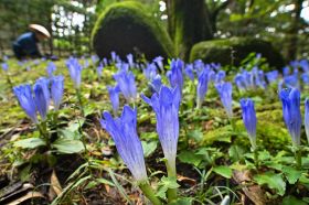 青紫色の花が見頃を迎えたアサマリンドウの群生（３０日、和歌山県那智勝浦町で）