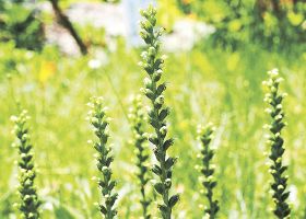 絶滅危惧　ニラバラン咲く／小さな淡緑色の花