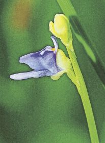 湿地で紫色の花／小形の食虫植物／ホザキノミミカキグサ