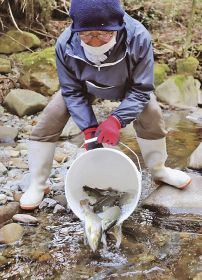 アマゴの成魚放流／野中川へ日置川漁協