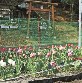 門前にチューリップ鮮やか　龍神村殿原、地元住民が植栽