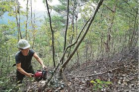 炭づくりは山づくり（３）／さまざまな樹種が原木に