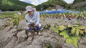 大きく育ったコンニャク芋を掘り出す小滝啓太さん（和歌山県田辺市龍神村柳瀬で）