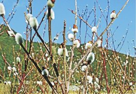 銀白に輝くネコヤナギの花穂（和歌山県白浜町口ケ谷で）