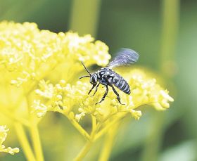 オミナエシの花に止まるルリモンハナバチ（和歌山県田辺市中三栖で）