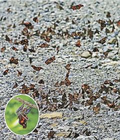 テングチョウ飛び交う／紀南の山間地域