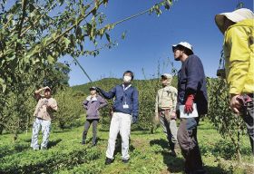 普及指導員の沼口孝司さん（中央）から剪定の仕方を学ぶ受講者＝和歌山県みなべ町清川で