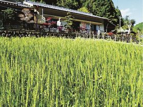 無農薬で小麦栽培　龍神村の宮脇さん　自家消費用の麦みそに