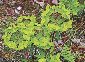 三日月みたいな〝花びら〟／ナツトウダイ咲く／紀南の林道沿い