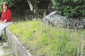 ネジバナの花咲く／白浜町安居の民家