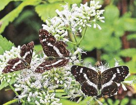 キッズ図鑑／春と夏で衣替え／「サカハチチョウ」