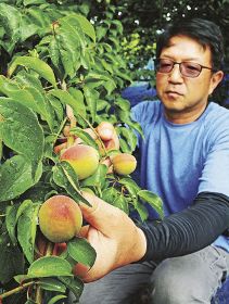 大きく育った南高梅を収穫する農家（２３日、和歌山県みなべ町埴田で）