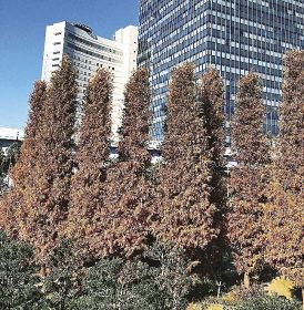 植物ツーショット　県自然環境研究会　土永知子（１６０）／メタセコイアとヌマスギ