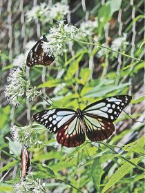 ヒヨドリバナに飛来したアサギマダラ（和歌山県田辺市龍神村で）