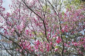 新緑の山を彩るアケボノツツジの花（４月２７日、和歌山県田辺市の法師山で）