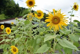 「はるかのひまわり」満開　命の尊さ伝える、和歌山県田辺市龍神村