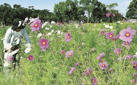 コスモス一面に／田辺の新庄公園／２８、２９日にまつり