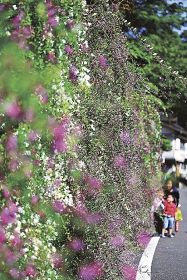 秋の花咲く