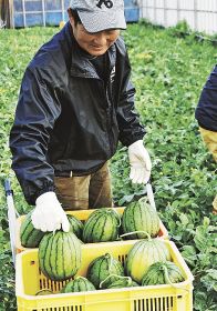 スイカを収穫する清水章広さん（４日、和歌山県印南町印南で）