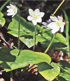 かれんな花を咲かせたミスミソウ（和歌山県紀南地方の山中で）