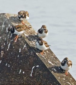 消波ブロックの上で羽休めするキョウジョシギ（和歌山県みなべ町で）