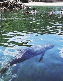 【動画】クジラと泳げる海水浴場　和歌山県太地町で体験始まる