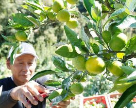 収穫が始まった温州ミカンの極早生品種「日南の姫」（１１日、和歌山県田辺市稲成町で）