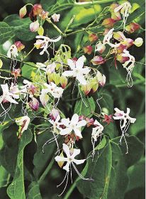 芳香放つクサギの花／紀南の道端