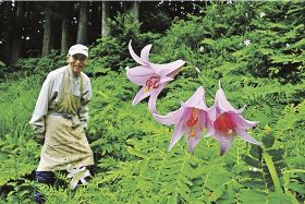 ササユリ　優美な花／田辺市内の各地