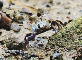 チゴガニが「万歳」／白浜町富田の河口