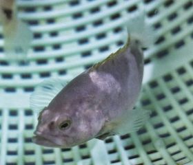 ハタ科大型魚のふ化成功／絶滅危惧種保護にも寄与