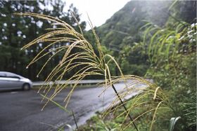 ススキが穂を出す／高野龍神スカイライン　秋の気配