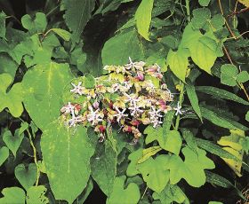 芳香放つクサギの花／白浜町堅田