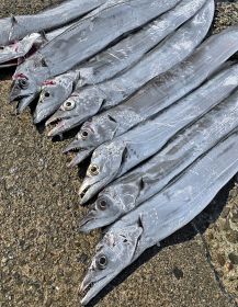 タチウオの季節　ウキ釣りやルアー釣り