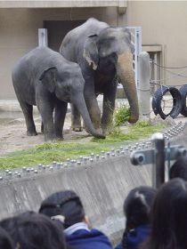 ミャンマーゾウお目見え／「大きい」と歓声、福岡