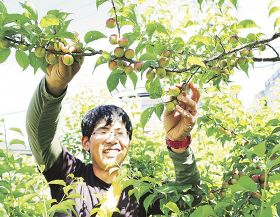 小梅の実を収穫する農家（１０日、和歌山県田辺市中万呂で）