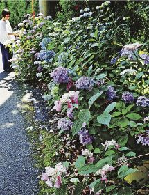 アジサイ　山間彩る／みなべ町高野の洋菓子店前