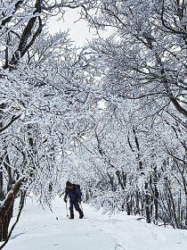 田辺市龍神村と奈良県の県境の龍神岳付近は樹氷に覆われる（２０日）